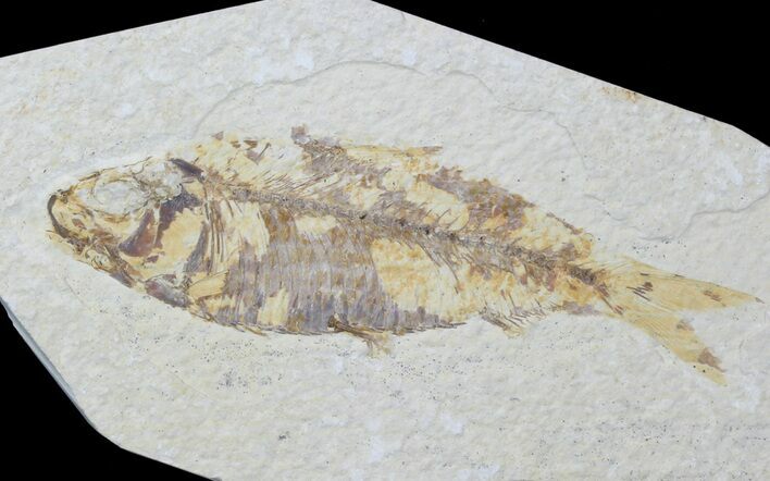 Detailed Fossil Fish (Knightia) - Wyoming #88550